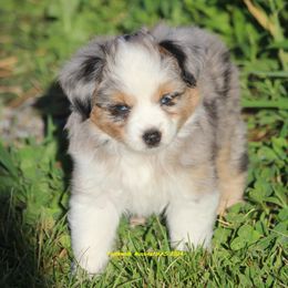 Luna, blue eyes - Blue merle Miniature American Shepherd puppy in Hillsdale, Michigan from Faithwalk Aussies and Mini American Shepherds