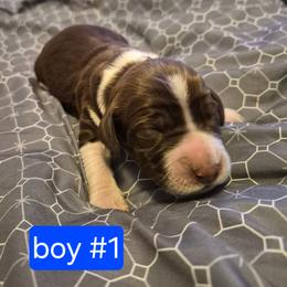 Boy 1 - Liver and white male English Springer Spaniel puppy in Socorro, New Mexico from Huntin' Buddies