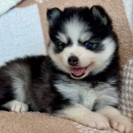 Jack - Black and white male Pomsky puppy in Mesa, Arizona from Platinum Pomskies