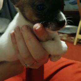 Buttercup - Chocolate and white female Chihuahua puppy in Federalsburg, Maryland from Mobley Chihuahuas