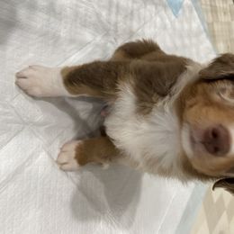 Miniature Australian Shepherd and Toy Australian Shepherd Puppies from Sunset Hill Mini & Toy Aussies