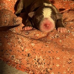 Pumpkin - White and red female Border Collie puppy in Dundy County, Nebraska from Stag Valley Homestead