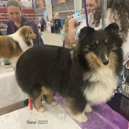 Tipsy - Shetland Sheepdog