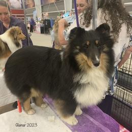 Tipsy - Shetland Sheepdog