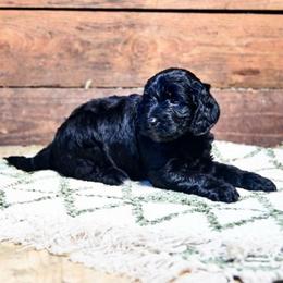 Pink Collar - Phantom female Goldendoodle puppy in Ocala, Florida from Hancock Place