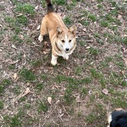 Turtle - Pembroke Welsh Corgi