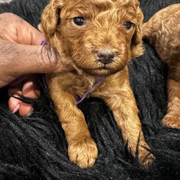 Poodles from CashEuro Poodles