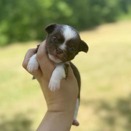 Chihuahua Puppies from Cloud9 Chihuahuas