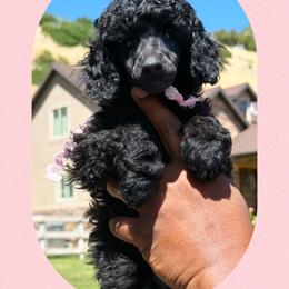 Girl 2 - female Poodle puppy in Ogden, Utah from Kotu Poodles
