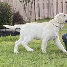 Labrador Retriever Puppies from BellaVista Labradors LLC