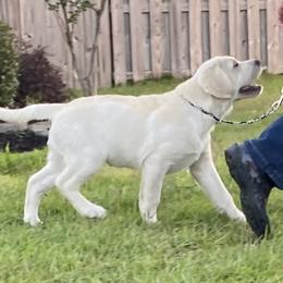 Labrador Retriever Puppies from BellaVista Labradors LLC