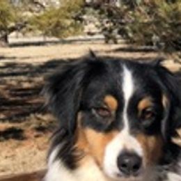 Remi - Australian Shepherd