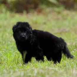 Onyx - Black male German Shepherd puppy in Windsor, South Carolina from Sinister Shepherds