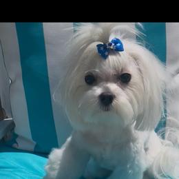 Maltese puppies from Dawn's Maltese