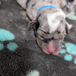 Blue collar male - Blue merle and white male American Corgi puppy in Loretto, Kentucky from Duncan's Border Collies