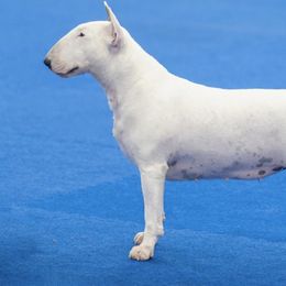 Bull Terriers and Miniature Bull Terriers from Old Forge Bull Terriers