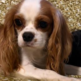Izzy - Cavalier King Charles Spaniel