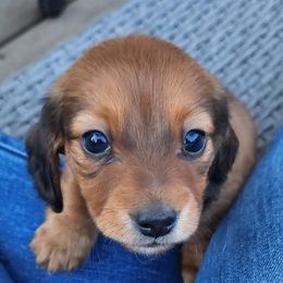 Dachshunds from Climate City Doxies