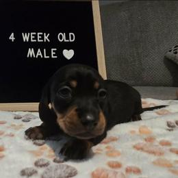 Burno - Black and tan male Dachshund puppy in Bedford, Virginia from Blue Ridge Weenies