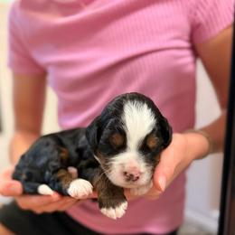Dogwood - Tri-color male Bernedoodle puppy in Irmo, South Carolina from Palmetto Bernedoodles Boutique