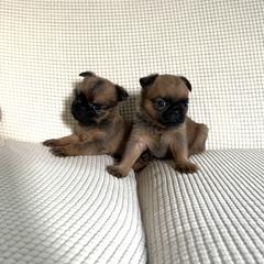 Brussels Griffon Puppies from Butler Brussels Griffon