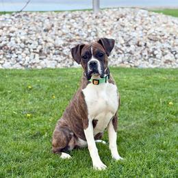 Kodi - Boxer