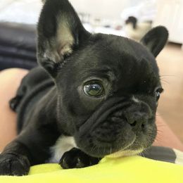 French Bulldogs from Bosscher Bulldogs