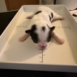 Boy 2 - male Japanese Chin puppy in Rapid City, South Dakota from Sakura Japanese Chin