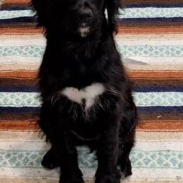 Phantom girl 2 - Phantom female Bernedoodle puppy in Queen Creek, Arizona from Jersey Girl's Doodles