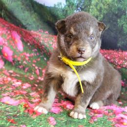 Alaskan Malamute Puppies from New River Valley Malamutes