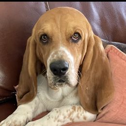 Basset Hounds, French Bulldogs, and Labrador Retrievers from In The Zone Dog Training and Breeding