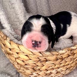 A.C. Slater - Black and white male English Springer Spaniel puppy in Swainsboro, Georgia from Sweet Georgia Springers