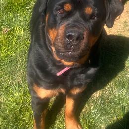 Keita - Rottweiler