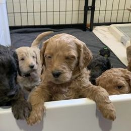 Goldendoodles and Golden Retrievers from Ballou Sky Retrievers