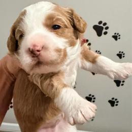Boy 2 - Red  male Goldendoodle puppy in Bradenton, Florida from Christianna’s Mini Goldendoodles