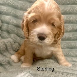 Sterling - Buff male Cocker Spaniel puppy in Sumter, South Carolina from Cocker Eclipse In Home Kennel