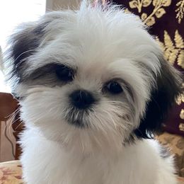 Shih Tzus from Brenda's Shih Tzus