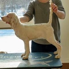 English Setter Puppies from Woodsway Kennel