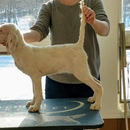 English Setter Puppies from Woodsway Kennel