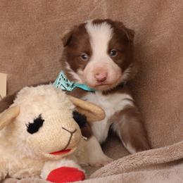 Rolo - White Collar - Red male Border Collie puppy in Courtland, Alabama from C Bar C Ranch Border Collies