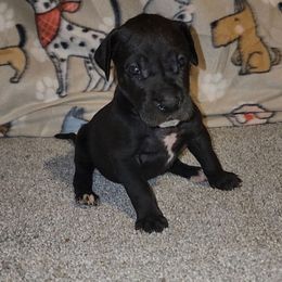 Jodie - Black female Great Dane puppy in Walker, Louisiana from La Rebel Danes