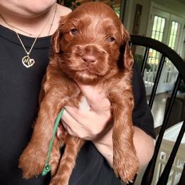 Finn - Red male Cockapoo puppy in Denver, Pennsylvania from Greenview Puppies