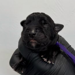 Black Female 3 - Black female Cane Corso puppy in Cashion, Oklahoma from APEXOK Cane Corsos LLC