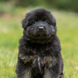 German Shepherd Puppies from Crescent Lake Shepherds