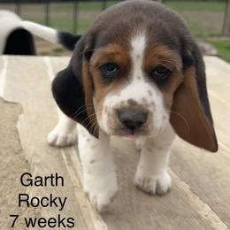 Garth AKC - Black tan and white male Beagle puppy in Rogersville, Missouri from Hales Little Beagle Haven
