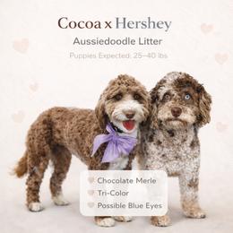 Australian Mountain Doodle puppies from Angel Pups Deluxe