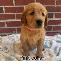 Pink Girl - Golden female Golden Retriever puppy in Buchanan, Georgia from Morgan’s Heart of Gold Retrievers