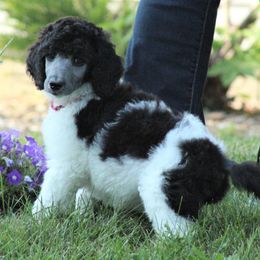 Poodle Puppies from Chapel Hill Poodles