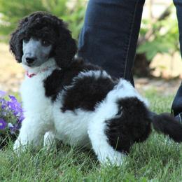 Poodle Puppies from Chapel Hill Poodles