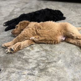 Saint Berdoodle Puppies from Highland Ridge Doodles
